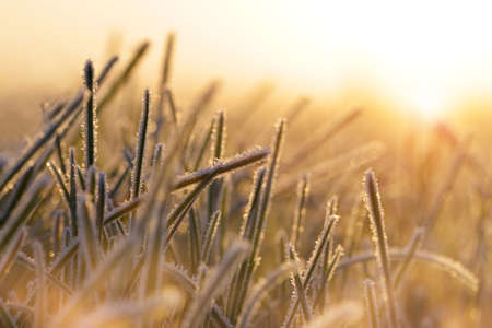 Frozen grass close up at sunrise. Nature background.の写真素材