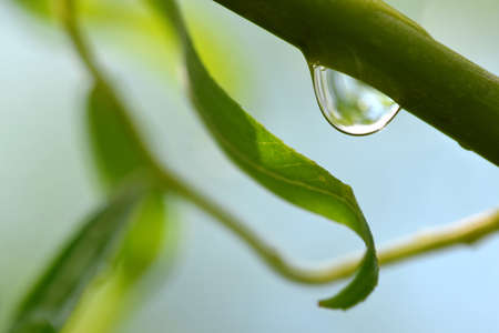 Transparent drop of water on branch of tree close up.Natural background.の写真素材