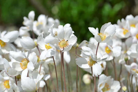 Anemone baldensis - Beautiful mountain flowers growing in the Austria Alps.の写真素材
