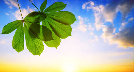 Spring leaves of chestnut tree (Aesculus hippocastanum) with sunset sky at the background.の写真素材