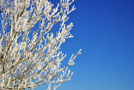 Hoarfrost on the branches of the tree with blue sky.Winter nature background.の写真素材