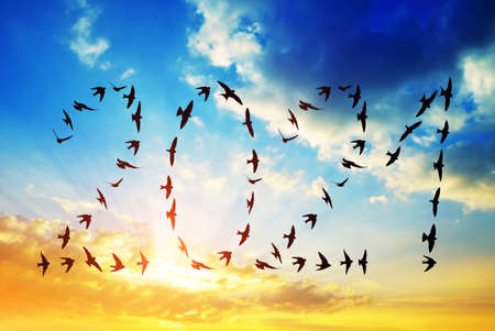 Silhouette of flock birds flying in 2021 formation into the New Year at sunset.の写真素材