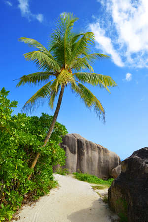 Coconut palm tree on tropical beach Anse Source d'Argent, La Digue Island, Indian Ocean, Seychelles. Exotic destination.の写真素材