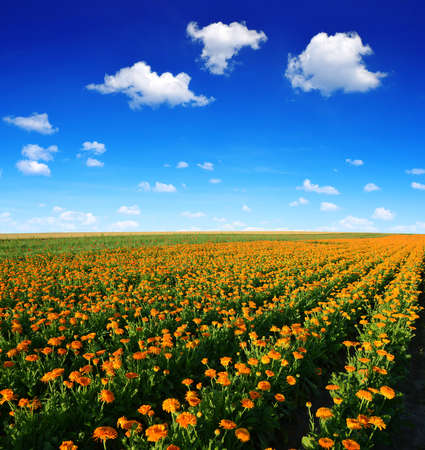 Pot Marigold (Calendula officinalis) growing on the field. Summer landscape with blue sky and clouds.の写真素材