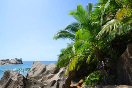 Coast with coconut palm trees near Grand l'Anse beach in La Digue island, Indian Ocean, Seychelles. Exotic destination.の写真素材