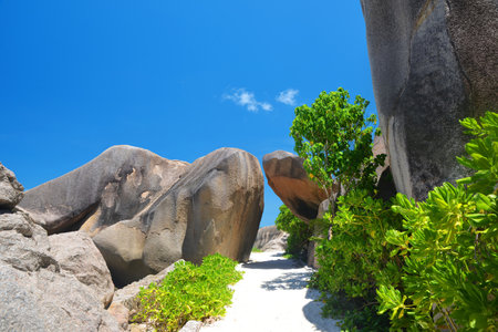 Coconut palm tree on tropical beach Anse Source d'Argent, La Digue Island, Indian Ocean, Seychelles. Exotic destination.の写真素材