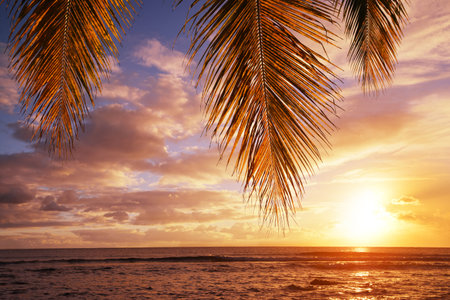 Leaves of coconut palm tree at sunset.Tropical coast of Mauritius island. Indian ocean.の写真素材