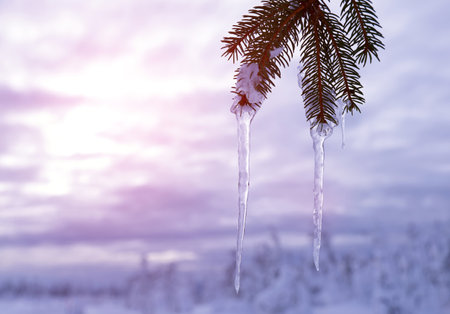Icicles hanging from a branch of an evergreen tree at sunset. Winter nature background.の写真素材