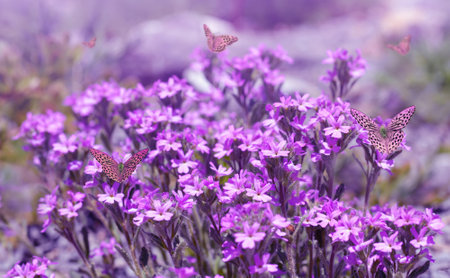 Purple flowers with butterflies. Spring nature background.の写真素材