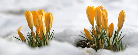 Yellow crocus flowers in snow. Panoramic spring nature background.の写真素材