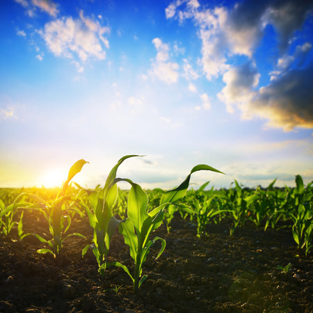 Young green corn plants growing on the field at sunset. Agricultural landscape.の写真素材