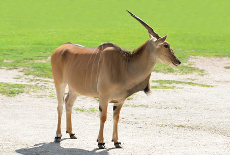 Common Eland antelope (Taurotragus oryx). Animal living on African savannah.の写真素材