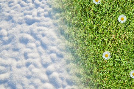 Snow on field and green grass with daisy flowers. Concept of change season.の写真素材
