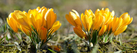 Yellow crocus flowers on meadow. Panoramic spring nature background.の写真素材