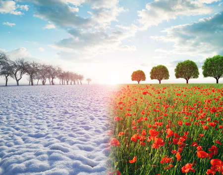 Winter and spring landscape. Snowy countryside and blooming red poppy field with sunset sky. Concept of change season.の写真素材