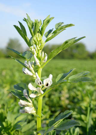 Blooming broad or fava beans plants (Vicia Faba) on field.の写真素材