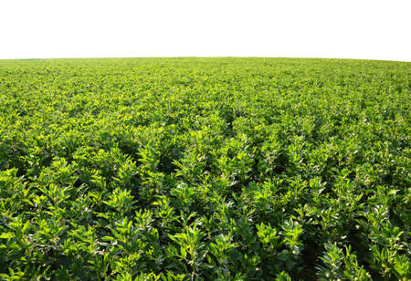 Cultivated field of broad or fava beans (Vicia Faba) on white background.の写真素材