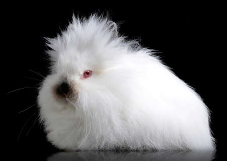Funny baby white Teddy rabbit isolated on a black background.の写真素材
