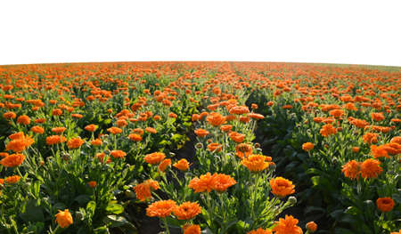 Pot Marigold (Calendula officinalis) growing on the field. Medicinal herb.の写真素材