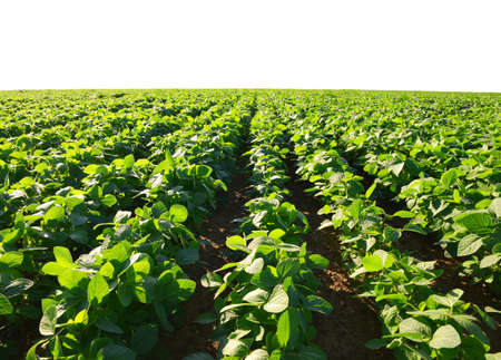 Growing green soybeans plant on field. Soy plantation on white background.の写真素材
