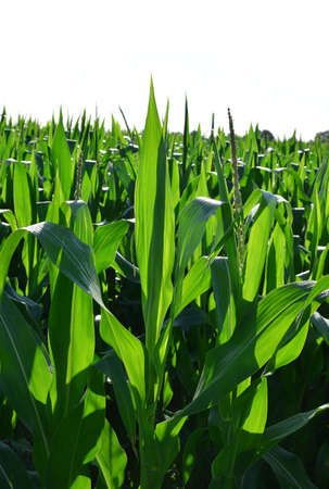 Corn field plants against white background.の写真素材
