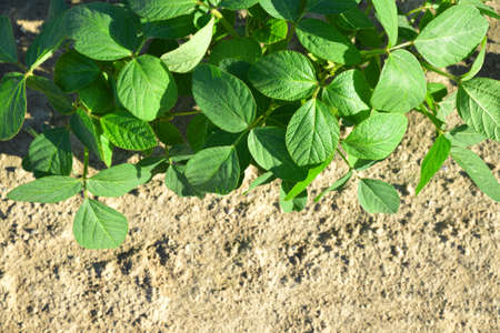 Growing green soybeans plant on field. Soy plantation as background.の写真素材