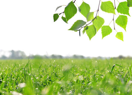 Lush green blades of grass on meadow and birch branch with leaves on white background. Spring nature background.の写真素材