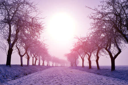 Winter landscape at sunrise. Frozen trees in the field in a foggy morning.