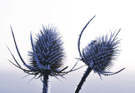 Hoarfrost on thistle close up. Winter nature background.の写真素材