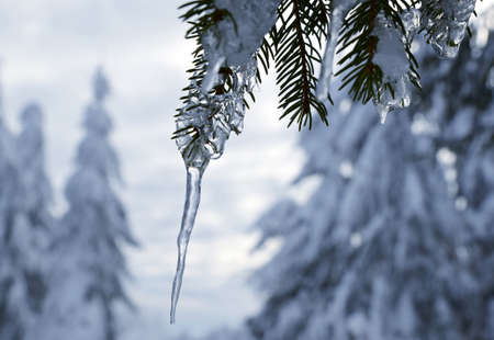 Icicle hanging from a branch of an evergreen tree. Winter nature background.の写真素材