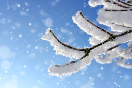 Hoarfrost on the branches of the tree with blue sky.Winter nature background.の写真素材