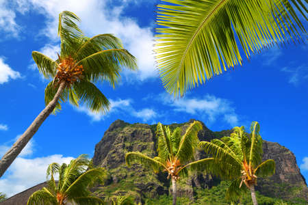Le Morne Brabant mountain with coconut palm trees on the south of Mauritius island. Tropical destinations.の写真素材