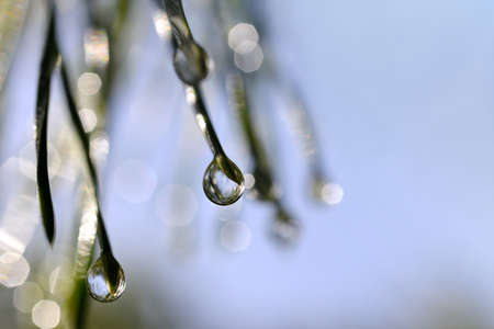 Drops of rain on the needles of the pine branch close up. Nature background.の写真素材