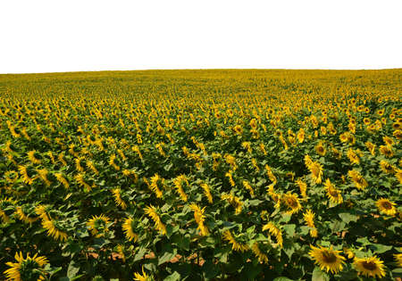 Sunflower field isolated on a white background. Summer season.の写真素材