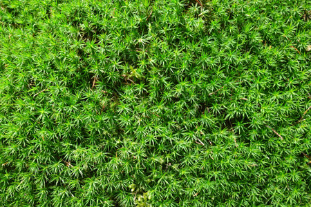 Green moss (Polytrichum commune) texture. Nature background.の写真素材