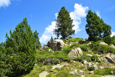Pine trees in the Neouvielle national nature reserve, French Pyrenees. Mountain landscape in sunny day.の写真素材