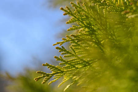 Thuja branch close up. Nature background.の写真素材