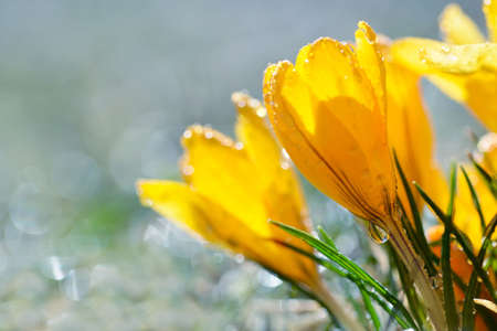 Rain drops on yellow crocus flowers close up. Spring season.