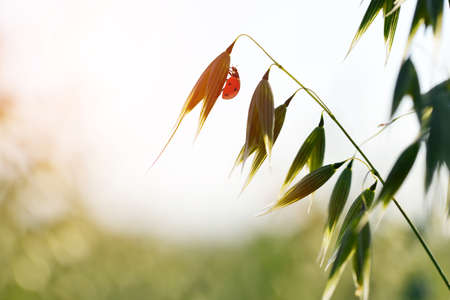 Ladybug on green oats. Spring nature background.の写真素材