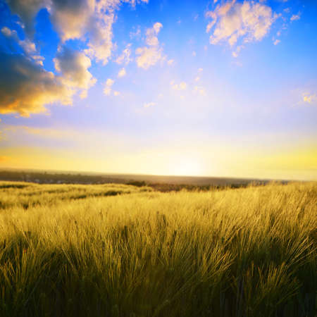 Summer landscape with barley field at sunset.Rural scene with ripening ears under sunlight.の写真素材