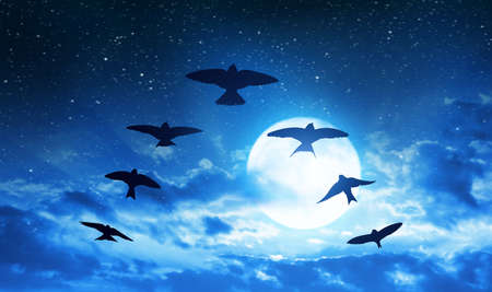Silhouette flock of birds flying in V-formation at the background night sky with full moon.の写真素材