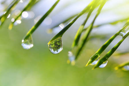Drops of rain on the needles of the pine branch close up. Nature background.の写真素材