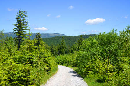 Hiking trail in the Bayerischer Wald National Park, Germany.の写真素材