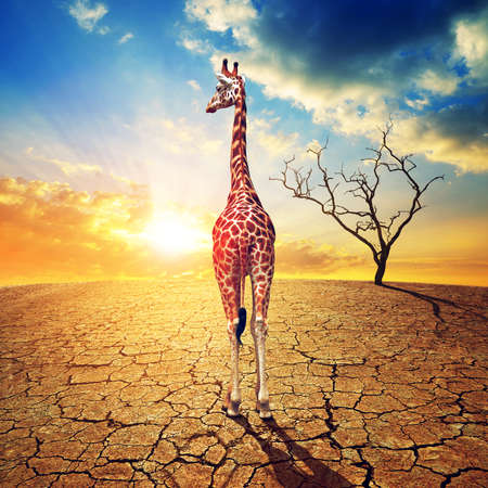 Lonely giraffe in parched country with cracked soil under dramatic evening sunset sky. Climate Change and Global warming concept.の写真素材