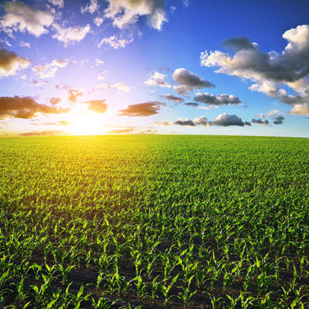 Young green corn plants growing on the field at sunset. Agricultural landscape.の写真素材