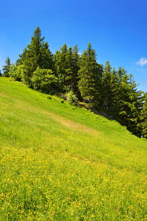 Meadow on mount Grosser Arber, Bayerische Wald National Park, Germany. Spring landscape.の写真素材