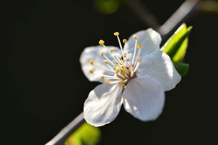 Prunus domestica flower close up. Spring nature background.の写真素材