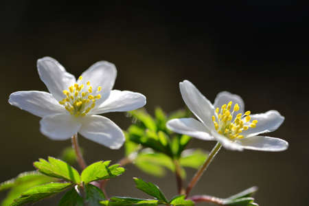 Wood anemone (Anemone nemorosa) close up. Spring flower.の写真素材