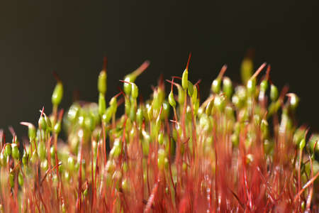Flowering moss in the forest close up. Nature background.の写真素材