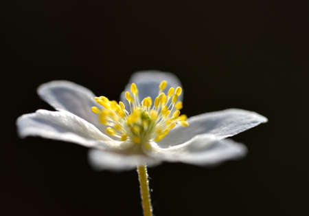 Wood anemone (Anemone nemorosa) close up. Spring flower.の写真素材